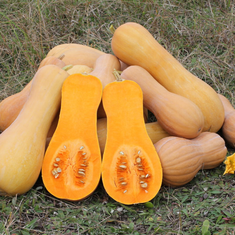 Flespompoen – Butternut