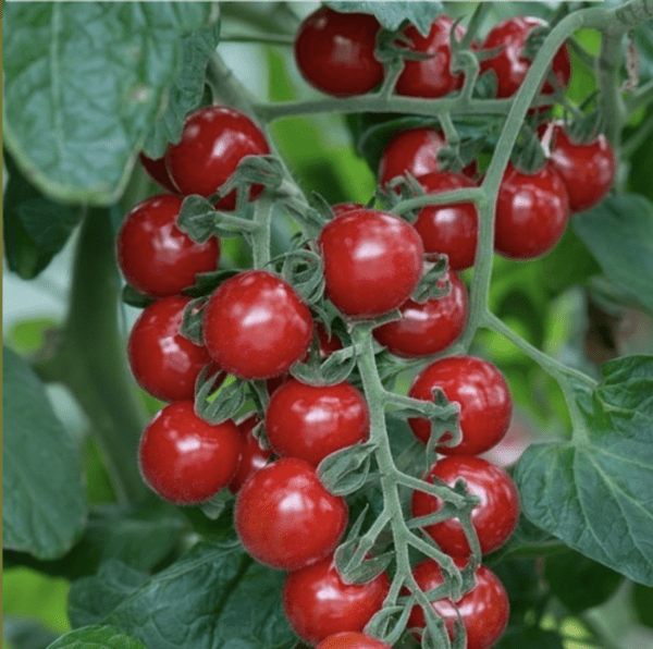 Kerstomaat – Cherry Baby & Baby boomer
