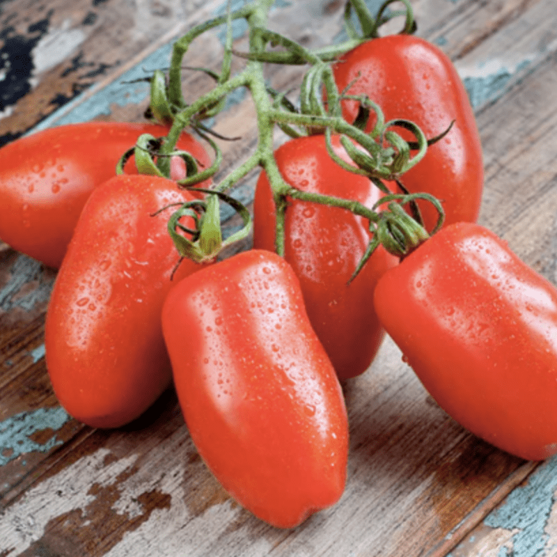 Tomaat – San Marzano