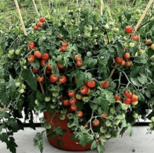 Kerstomaat – Cherry Baby & Baby boomer - Afbeelding 2