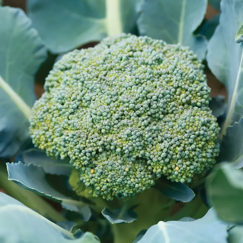 Broccoli – Sun King
