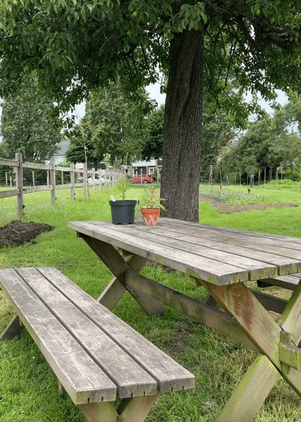 bankje in de bloementuin